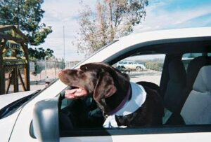 Moose in the driver's seat. Traveling with Pets
