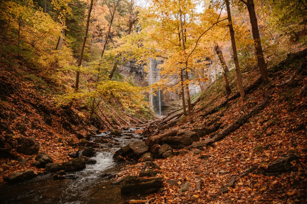 Autumn forest with waterfall and yellow leaves.